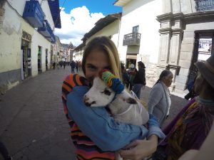 Chevre Cuzco Peru