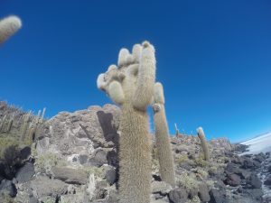 Salar Uyuni Kaktusinsel Bolivien