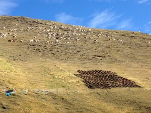 Lama Rainbow Mountain Perou Trek