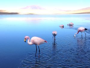粉红色火烈鸟泻湖 阿塔卡马沙漠 南洛佩斯 玻利维亚