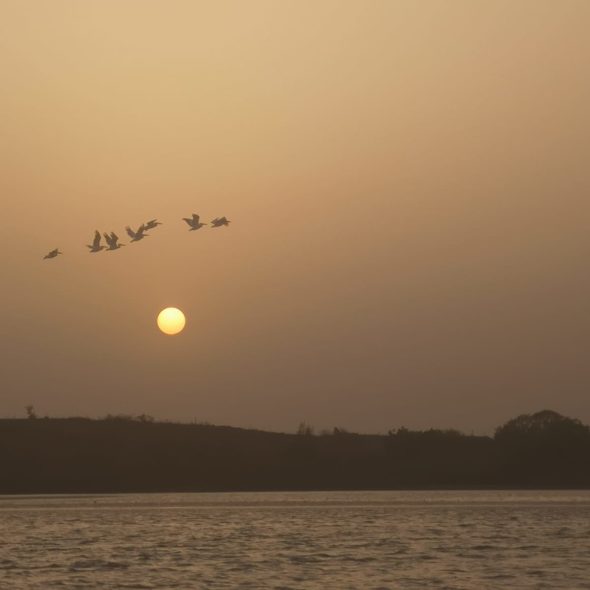 Vol de pélican Somone Sénégal