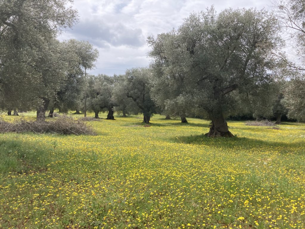 Ciclovia AQP Trulli Puglia - Jean Michel Voyage