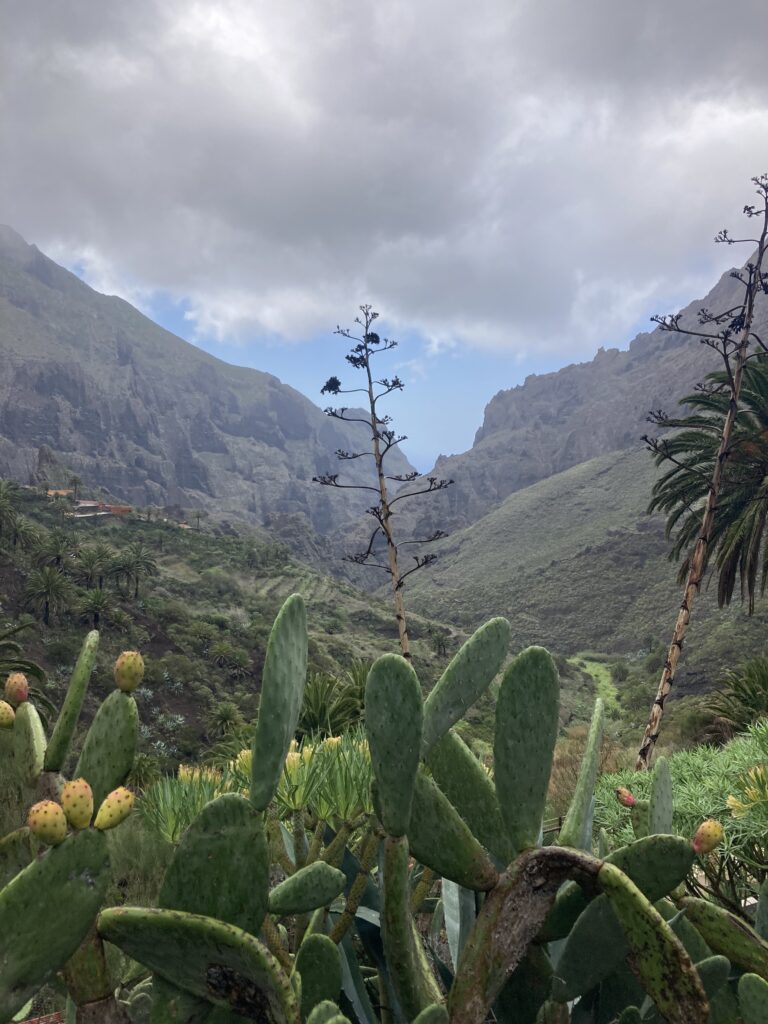 Masca Tenerife - Jean Michel Voyage