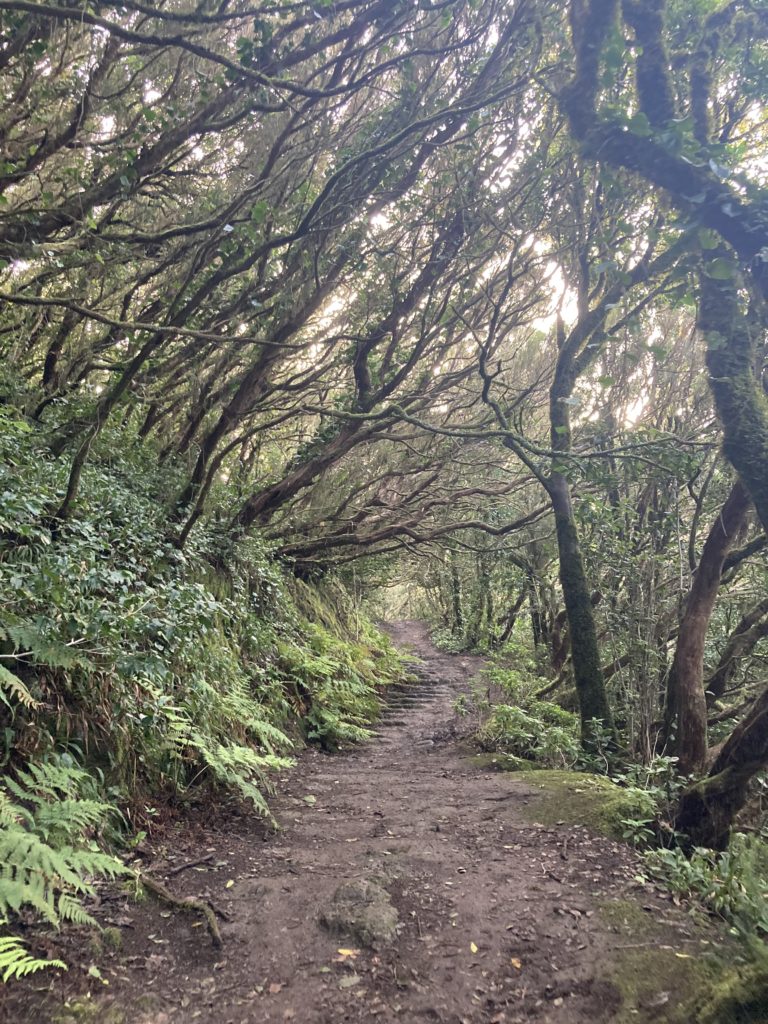 Foret Anaga Tenerife Jean Michel Voyage